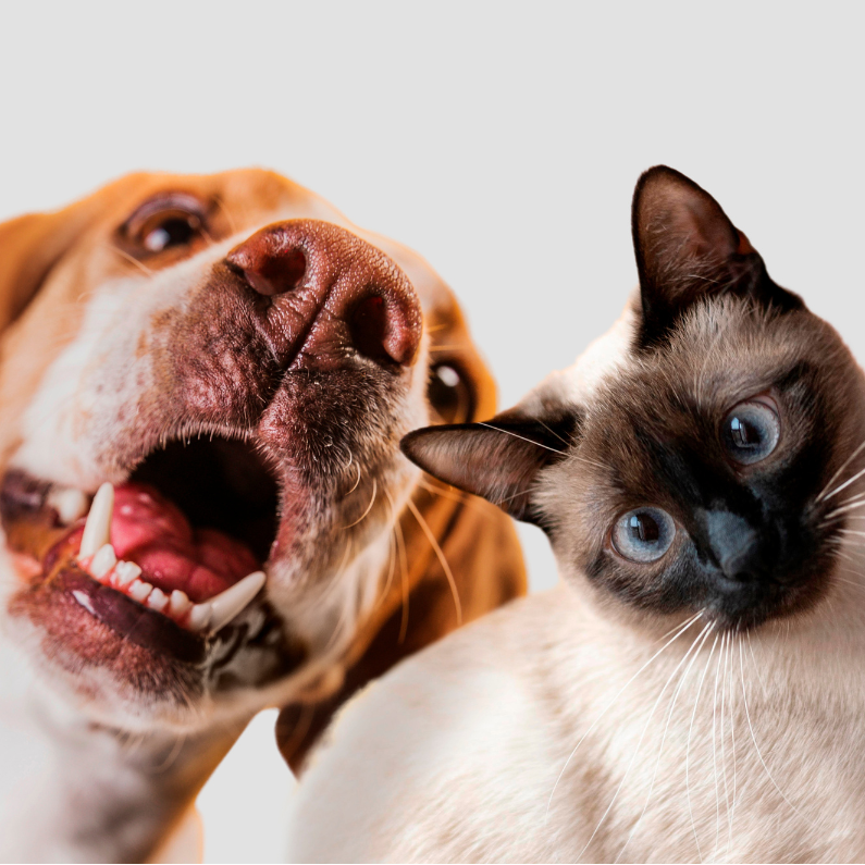 Pet Care