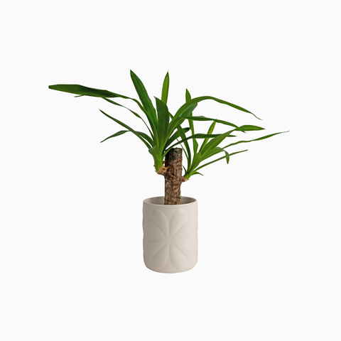 Navigate Porcelain Embossed Pot Ivory Large