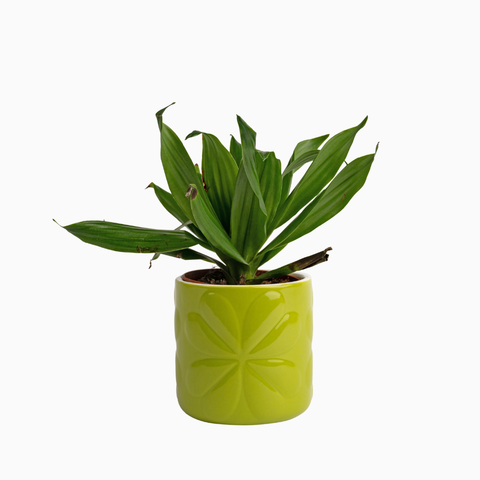 Navigate Porcelain Embossed Pot Lime Small