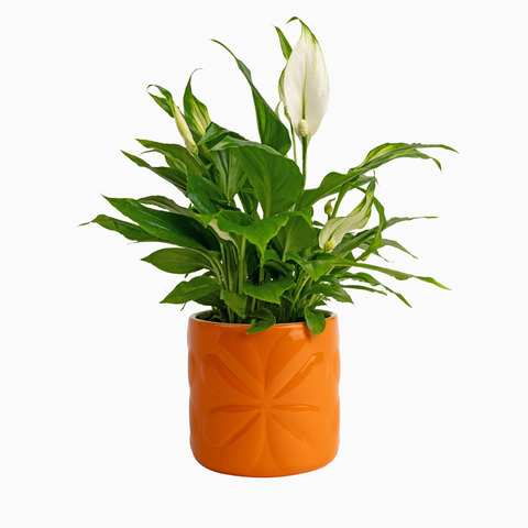 Navigate Porcelain Embossed Pot Orange Small