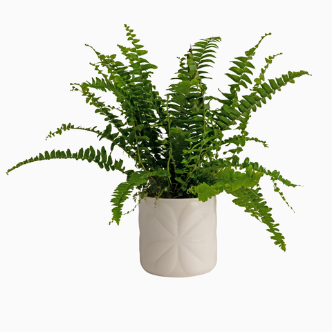 Navigate Porcelain Embossed Pot Ivory Small